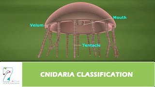 CNIDARIA CLASSIFICATION [upl. by Rehptosirhc]