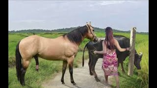 My sister training care her lovely horse in beginner 2021 [upl. by Naejeillib221]