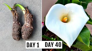 How To Grow Calla Lily RIGHT Way At RIGHT Time [upl. by Oiramd789]