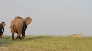 Elephant vs Cheetah [upl. by Gretchen512]