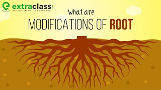 What are modifications of root  Plants  Biology  Extraclasscom [upl. by Darmit428]