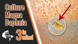 How to culture DAPHNIA MAGNA  The easy way [upl. by Bullock]