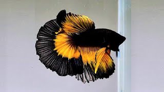 10 Most Beautiful Betta Fish in the World [upl. by Einreb]