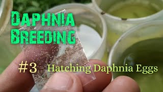 Daphnia Culture made simple and easy 3  Hatching Daphnia eggs [upl. by Adlaremse]