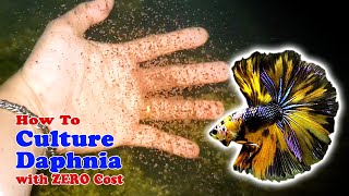 How to Culture Daphnia with ZERO Cost  Unlimited Live Food For Our Fish [upl. by Ainslee]