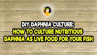 DIY Daphnia Culture How to Culture Nutritious Daphnia as Live Food for Your Fish [upl. by Noiraa]