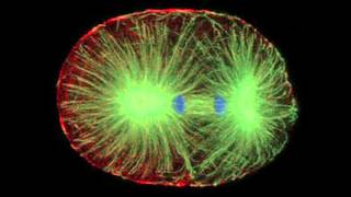 Confocal Microscope [upl. by Alakim614]