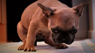 Hilarious French Bulldog Pup Pooping Montage [upl. by Drofxer482]