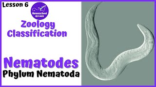 What are Nematodes  Phylum Nematoda [upl. by Issak]