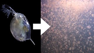 How I Culture Daphnia [upl. by Fairman]