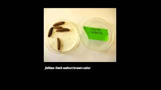 MSU OPM How to Rear Nematodes for Biocontrol [upl. by Mandi]