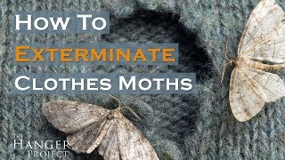 How To Exterminate Clothes Moths 🦋  Kirby Allison [upl. by O'Brien]