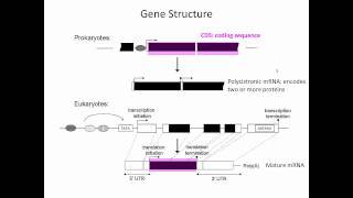 Gene Structure [upl. by Neiht360]