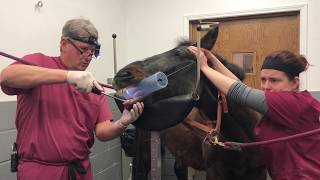 Equine Dentistry Tooth Extraction [upl. by Clapper822]