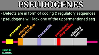 Pseudogenes  What Are Pseudogenes  Junk DNA [upl. by Macknair]