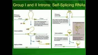 Types I and II SelfSplicing Autocatalytic Introns in mRNA [upl. by Shedd]