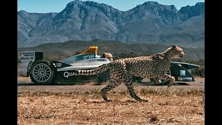 Watch Cheetah vs Formula E Car Which is Faster [upl. by Mariska]