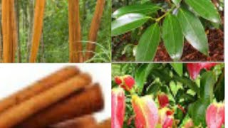 How to grow Cinnamon plant at home  Cinnamomum verum Zeylanicum [upl. by Sapphera55]