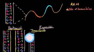 Replicación del ADN transcripción y traducción del ARN  Biología  Khan Academy en Español [upl. by Iborian]