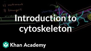 Introduction to cytoskeleton  Cells  MCAT  Khan Academy [upl. by Lirpa873]