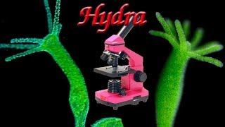 Hydra under the microscope Hydra structure [upl. by Yenterb]