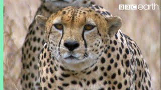 Three Cheetahs Vs Ostrich  Life  BBC Earth [upl. by Venezia]