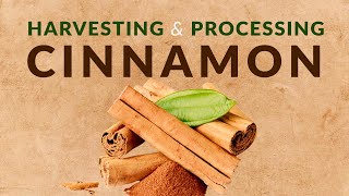 Harvesting and Processing of Cinnamon [upl. by Natsirc]