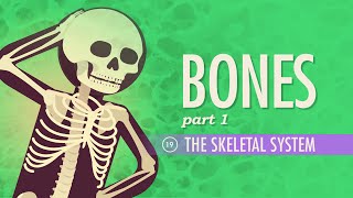 The Skeletal System Crash Course Anatomy amp Physiology 19 [upl. by Anelim]