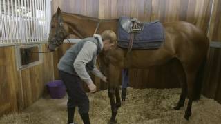 How To Tack Up A Racehorse HorseHowTo [upl. by Ydnic]