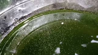 DAPHNIA MOINA CULTURE IN A SMALL BUCKET [upl. by Atnas]