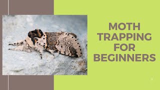 Moth trapping for beginners including basic moth identification tips [upl. by Latt]