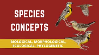 SPECIES CONCEPTS BIOLOGICAL MORPHOLOGICAL ECOLOGICAL PHYLOGENETIC [upl. by Jeminah]