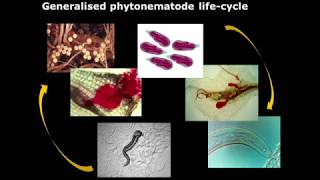 Biological control of nematodes [upl. by Noy615]