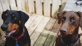 Ferocious Doberman brothers at the spa [upl. by Cyna]