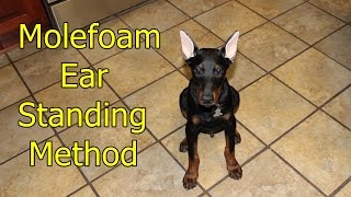 Doberman ear standingbracing method [upl. by Aneahs934]