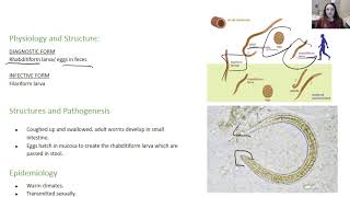 Strongyloides stercoralis [upl. by Edeline]