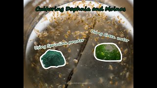 How To Culture Daphnia and Moinas using Green Water Spirulina powder [upl. by Southard106]