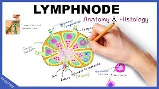 LYMPH NODE Anatomy amp Histology Simplified  Lymphatic System [upl. by Dimitris]