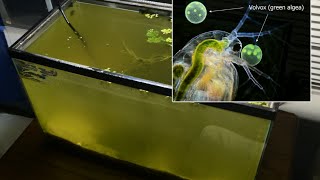 Raising Daphnia for the Freshwater Aquarium [upl. by Paule]