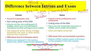 Introns vs Exons [upl. by Ellekcim]