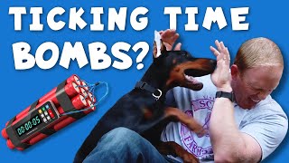 Why Do Dobermans Turn on Their Owners [upl. by Youngman]