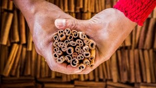 Cinnamon Harvesting Cassia in the Jungles of Sumatra [upl. by Koran]