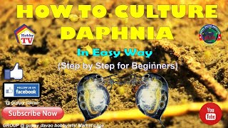 HOW TO CULTURE DAPHNIA In Easy Way [upl. by Firehs]