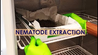 NEMATODE EXTRACTION TRAY METHOD [upl. by Yemaj395]