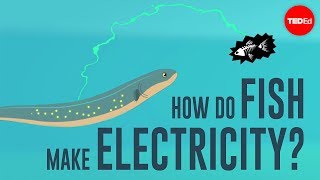 How do fish make electricity  Eleanor Nelsen [upl. by Svend]