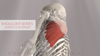 Serratus Anterior Shoulder Series Part 11 3D Animation [upl. by Catharina509]