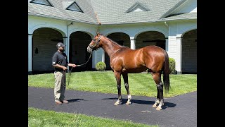 MyRacehorse quotBreeding Shedquot [upl. by Ikairik]