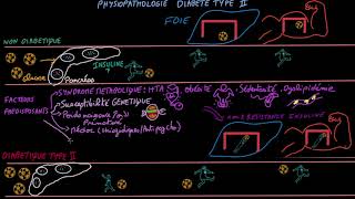 Diabète de type II  Pathophysioplogie  Docteur Synapse [upl. by Namreh567]